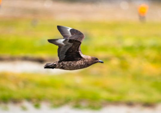 GPs Advised to Watch for Bird Flu as H5N1 Reaches Australia