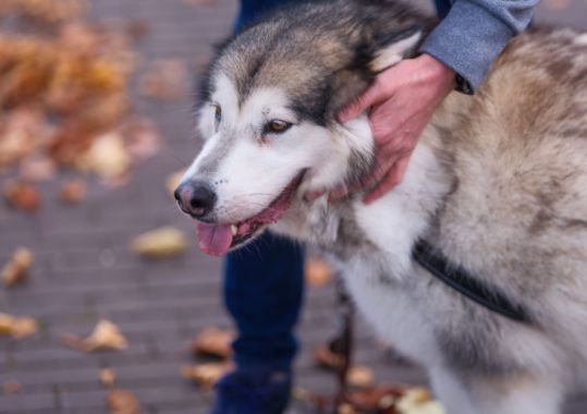 SWSPHN Offers Free Husky Licences to the First 100 General Practices