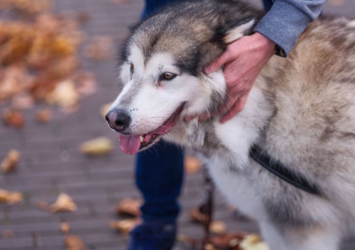 SWSPHN Offers Free Husky Licences to the First 100 General Practices