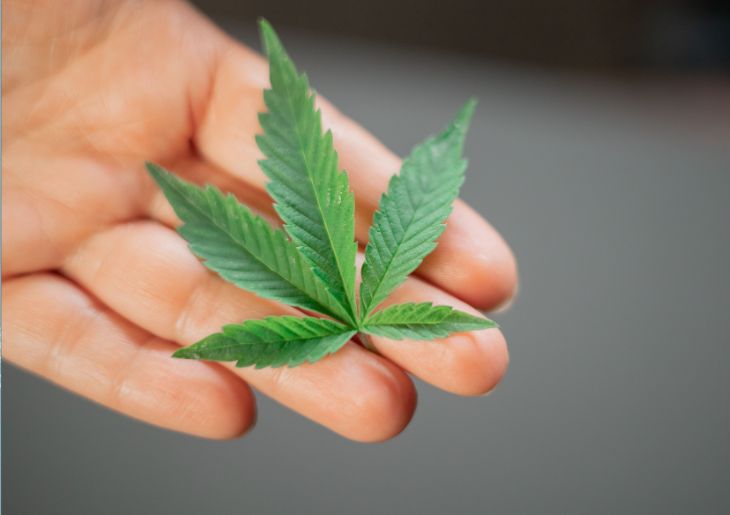 TGA Takes Legal Action Over Alleged Medicinal Cannabis Advertising Breaches